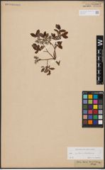 Salix aurita L. x Salix starkeana Willd.